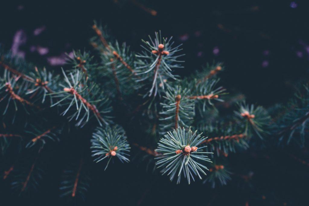 cameron-kirby-y4uVX5G-xog-unsplash