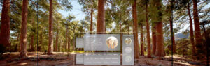Forest_Community_Preview (2)
